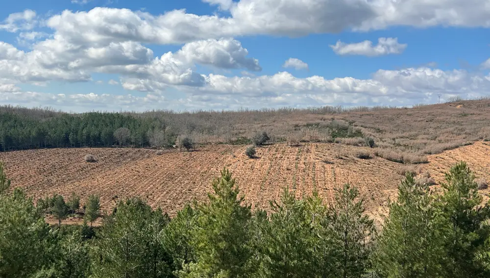 Aspecto del mismo sector tras completar la primera fase de intervención. La eliminación del matorral reduce el riesgo de incendio y favorece la regeneración controlada del ecosistema.