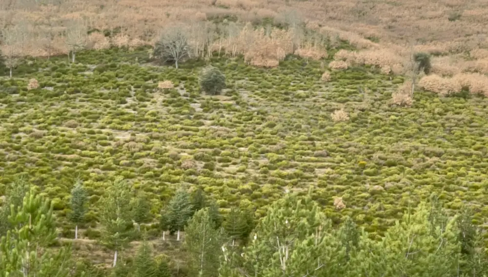 Estado de un sector del bosque sostenible antes del inicio de los trabajos, donde se aprecian los matorrales colonizadores típicos de áreas quemadas que se caracterizan por su alta inflamabilidad y continuidad superficial, factores que favorecen la propagación del fuego.