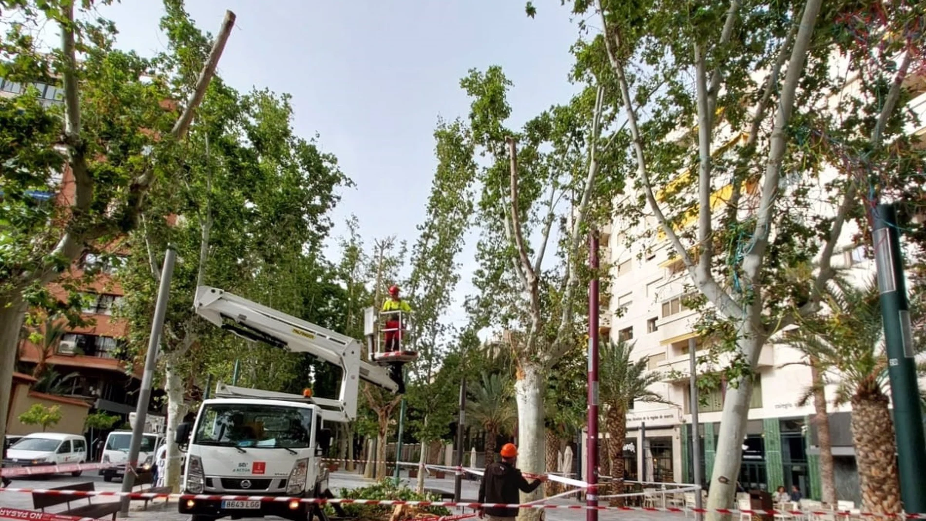 MURCIA.-AMP.- Sucesos.- Dos personas heridas al caer una rama de un árbol del paseo Alfonso X, en Murcia