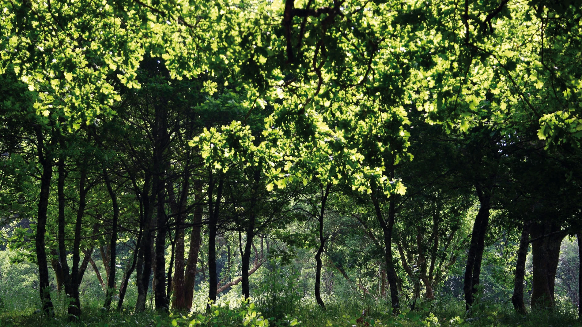 Así es el bosque gallego donde crecen los castaños más altos de Europa