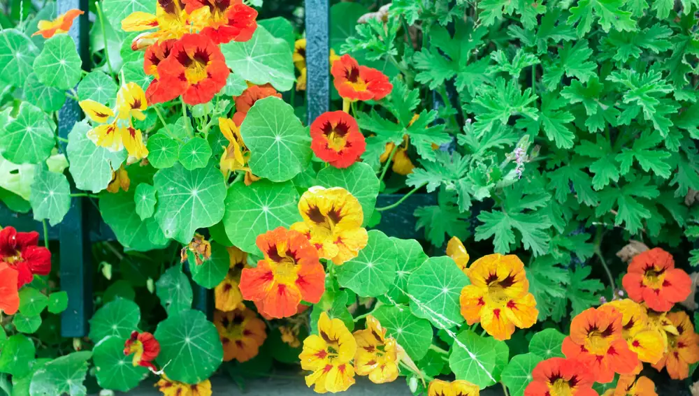 Capuchina