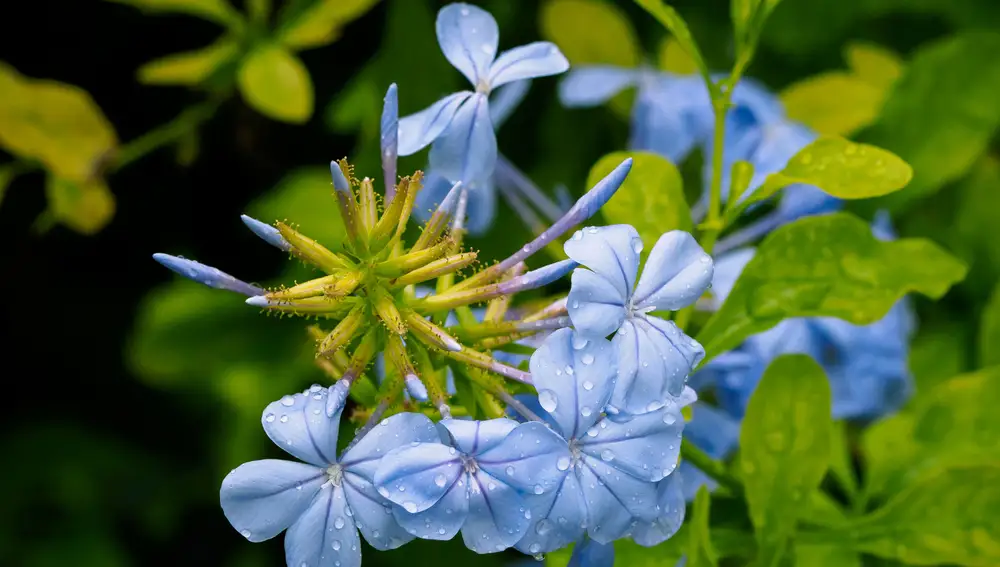 Plumbago