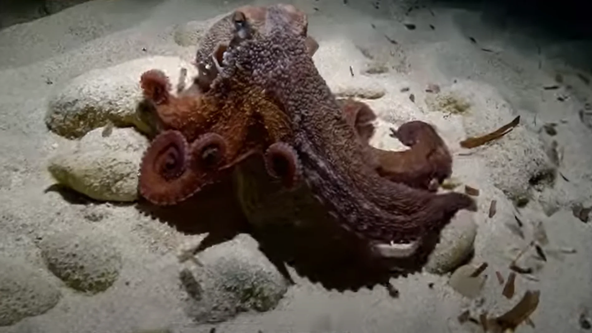 La fascinante historia de 'Salvador', el primer pulpo con nueve tentáculos y que ha aparecido en aguas de Ibiza