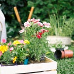 Las seis plantas que deberías plantar ya en tu jardín para que repelan a los mosquitos en verano