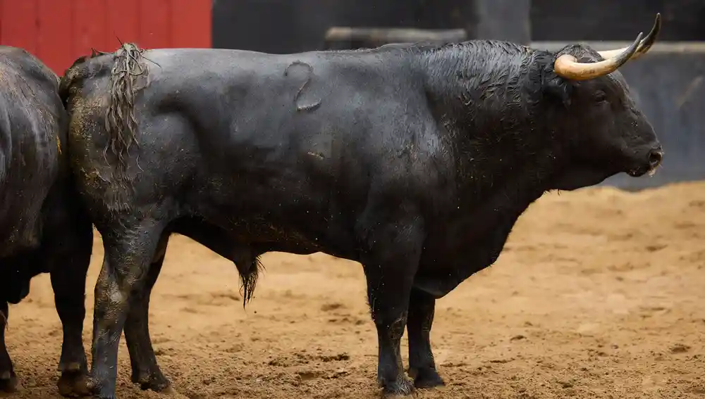 "Tifón", nº 2