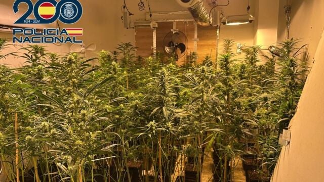 Granada.- Sucesos.- Desmanteladas tres plantaciones bajo techo con unas 1.500 plantas de marihuana en un noveno piso