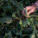 Las sequías y olas de calor reducen la capacidad de las plantas de absorber CO2, según un estudio