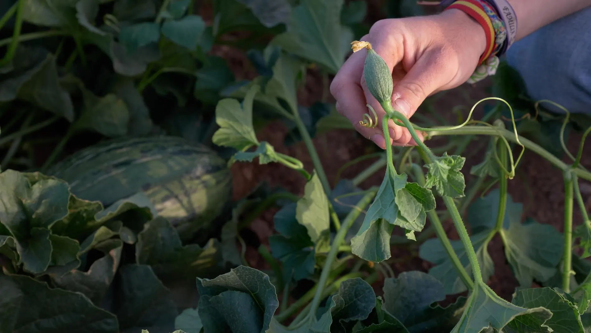 Las sequías y olas de calor reducen la capacidad de las plantas de absorber CO2, según un estudio