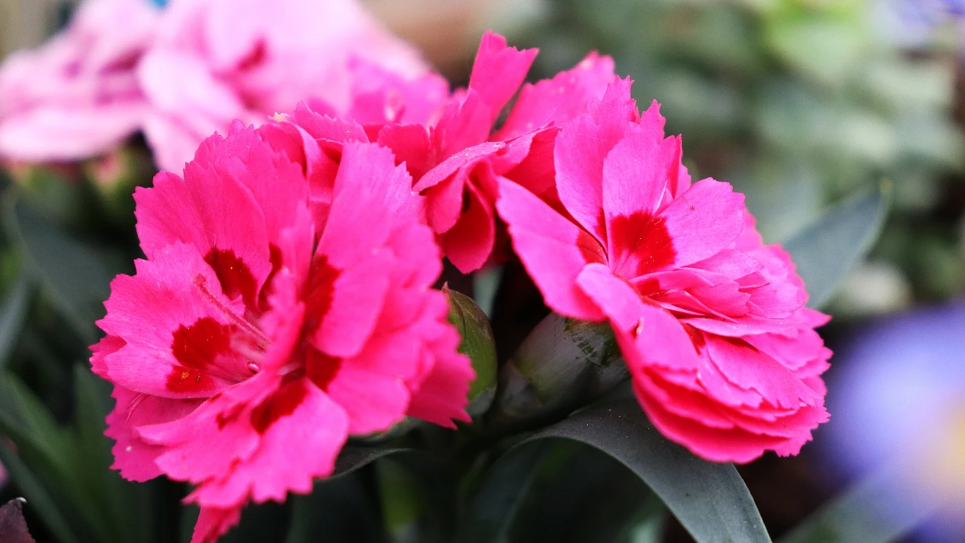 Este es el método para que el clavel florezca de la mejor forma posible en tu jardín