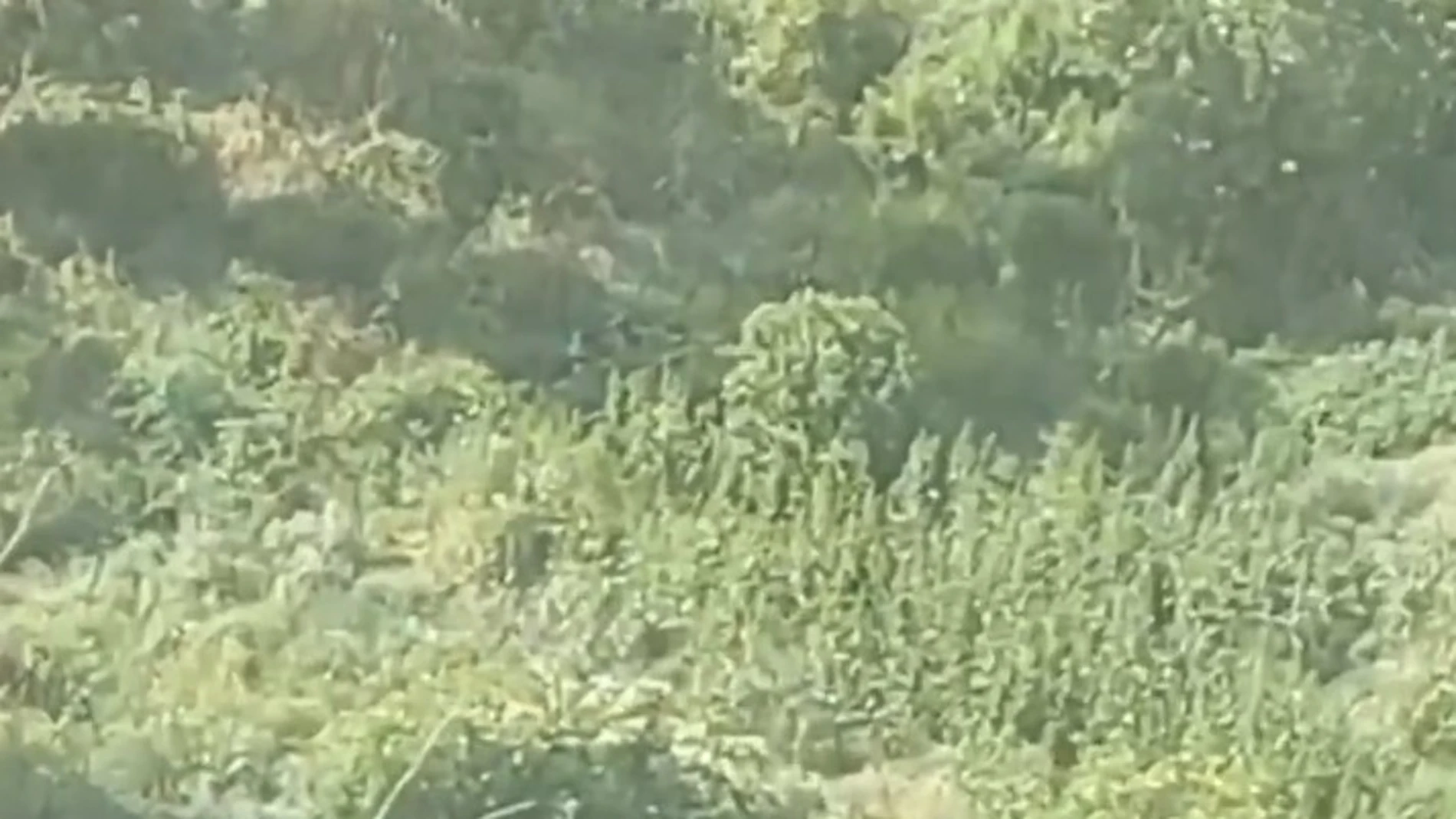 Imagen de la res al sur de la desembocadura del río Pisuerga, en la margen derecha del río Duero, en Pesqueruela, dentro del término municipal de Simancas