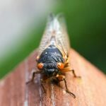 Cigarra periódica