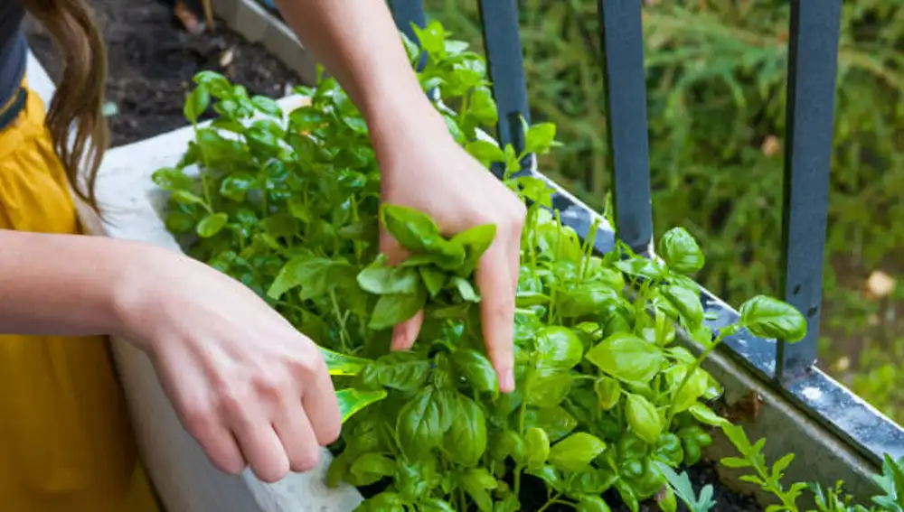 Albahaca
