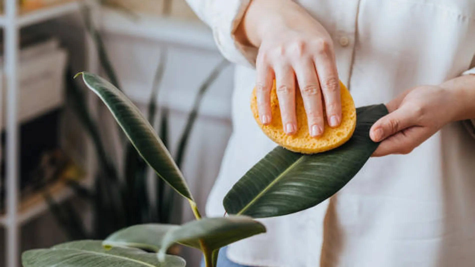 El truco casero que protege las plantas de interior para que no se marchiten