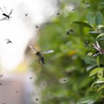El mejor repelente natural de mosquitos: un arbusto que sobrevive a la sequía