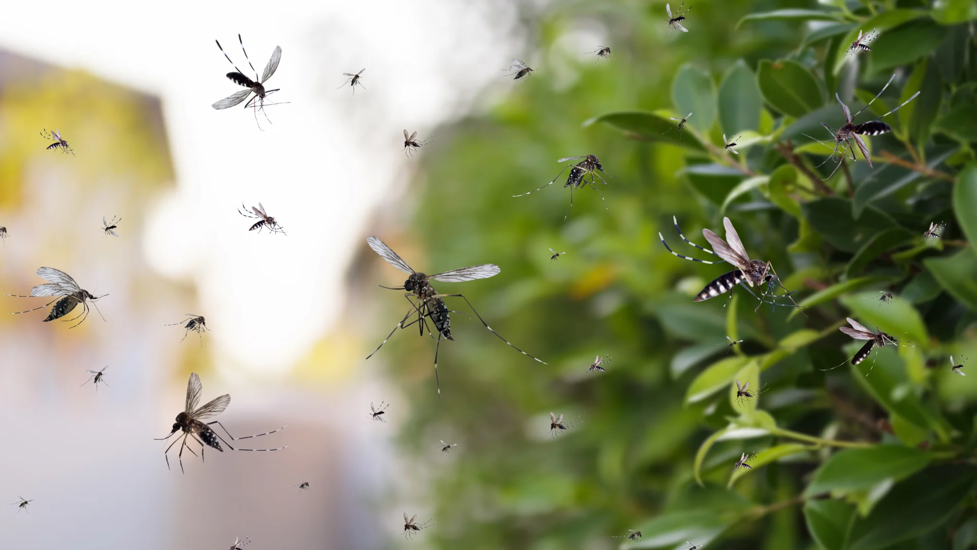 El mejor repelente natural de mosquitos: un arbusto que sobrevive a la sequía