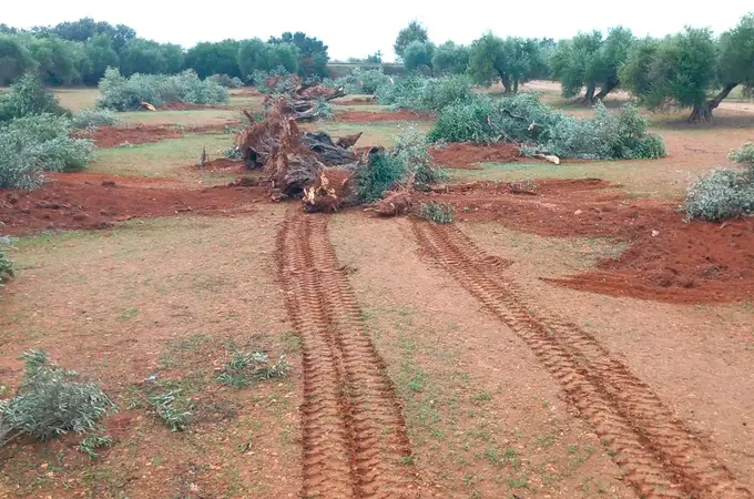 Parques solares amenazan los olivos centenarios de Jaén Parques solares amenazan los olivos centenarios de Jaén