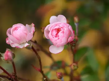 Se han identificado hasta 37 compuestos diferentes en los pétalos de rosas Se han identificado hasta 37 compuestos diferentes en los pétalos de rosas