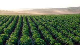 La electroagricultura promete revolucionar los cultivos
