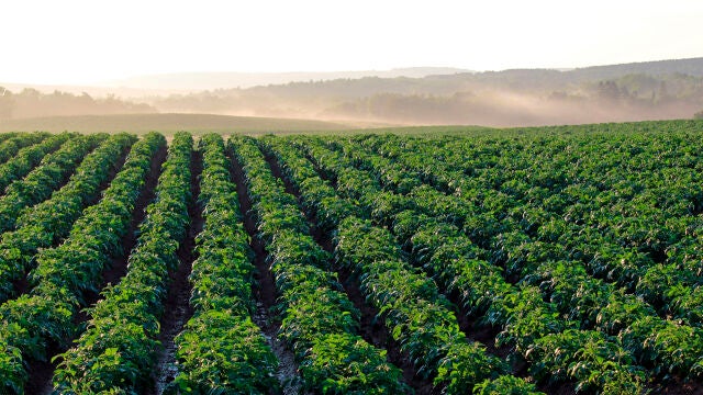 La electroagricultura promete revolucionar los cultivos