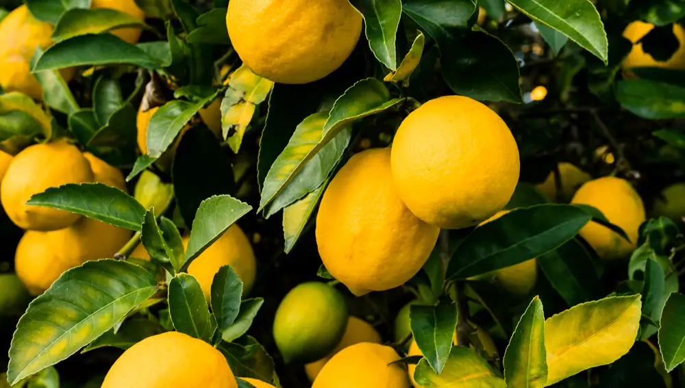 El truco casero para que crezca un limonero en menos de un mes