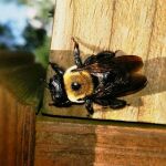 Investigadores chinos ven en las abejas un nuevo aliado militar