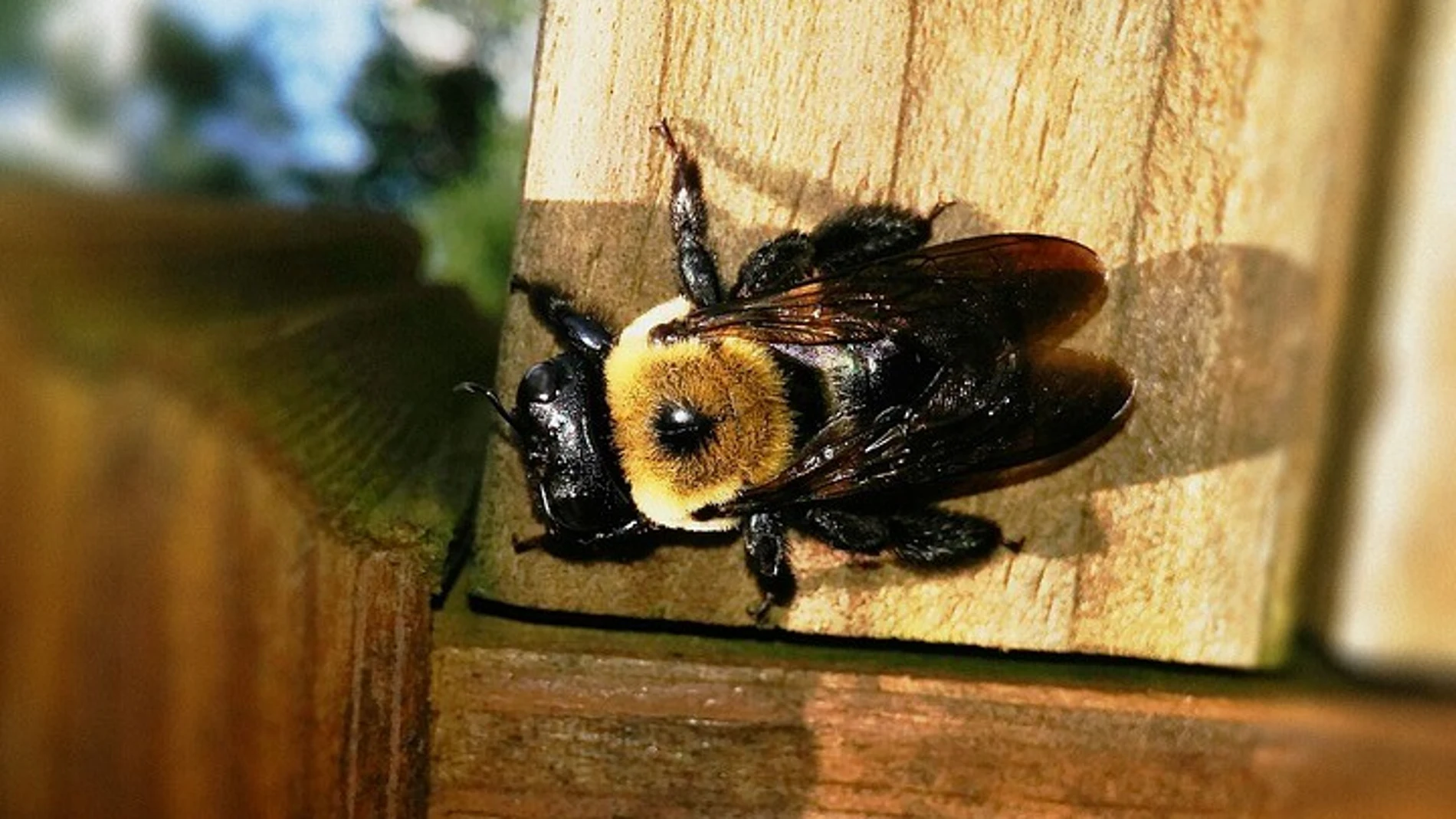 Investigadores chinos ven en las abejas un nuevo aliado militar