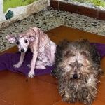 Imagen de los perros rescatados