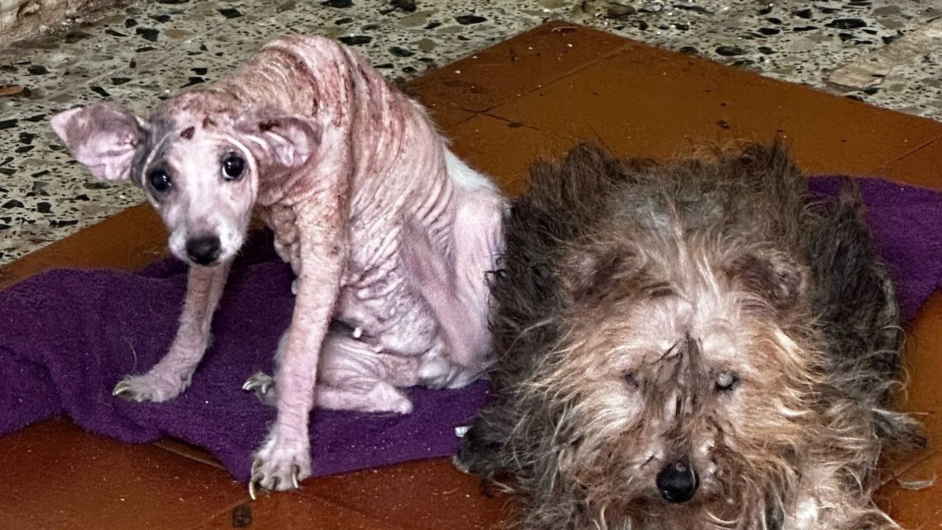 Imagen de los perros rescatados