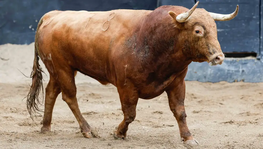 "Victorioso", nº 78