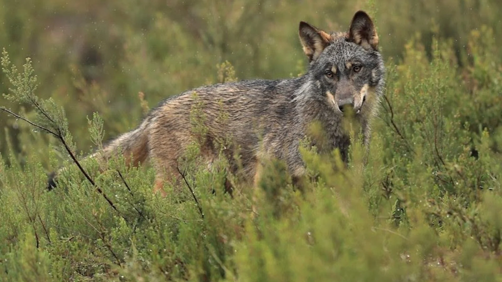 El PP consigue rebajar en Europa la protección del lobo y asegura el control poblacional para salvaguardar medio rural