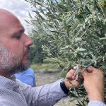 Alrededor de 9.000 hectáreas de olivaren jaén, "en riesgo de perder la cosecha" por el algodoncillo