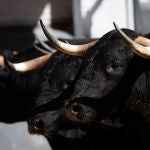 Estos son los serios novillos de Alcurrucén para la primera novillada de la feria