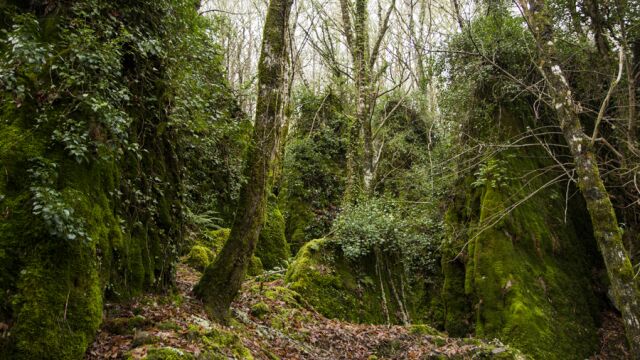 Bosque de Os Grobos