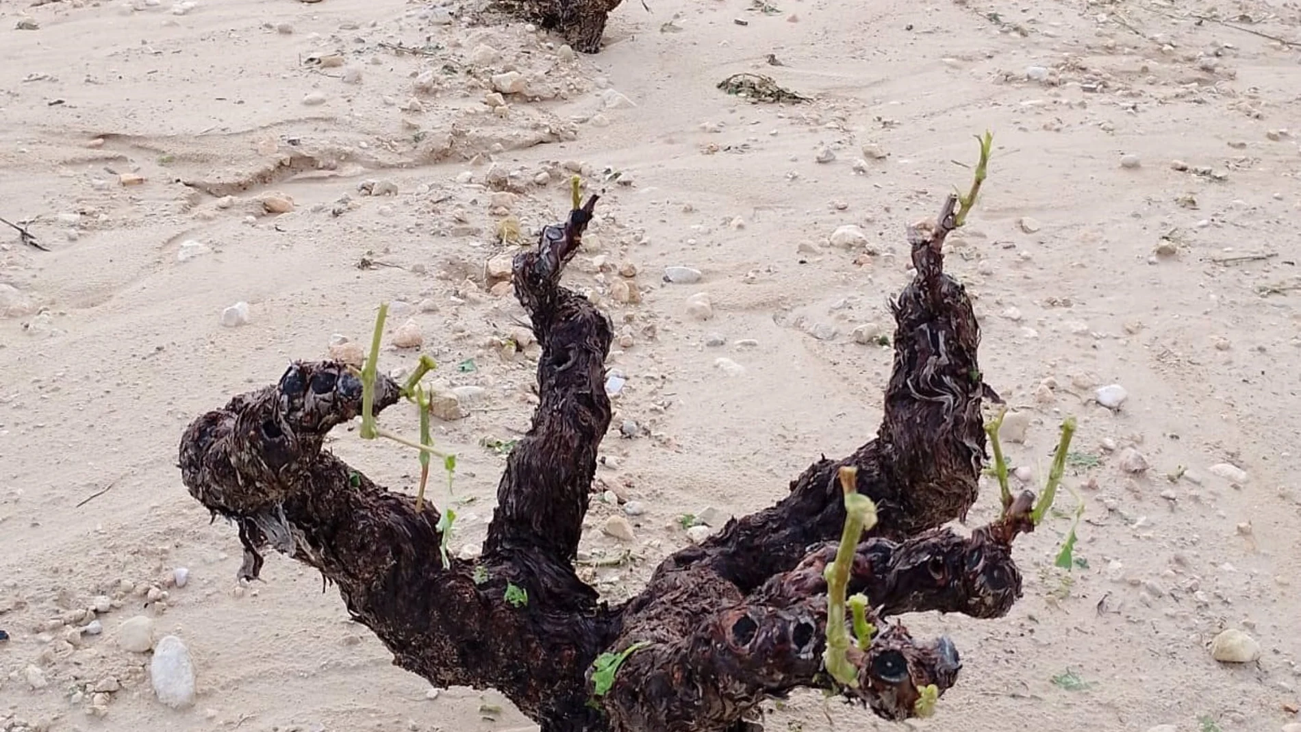 MURCIA.-La DOP de Jumilla calcula en más de 24.000 las hectáreas afectadas por el granizo del pasado sábado
