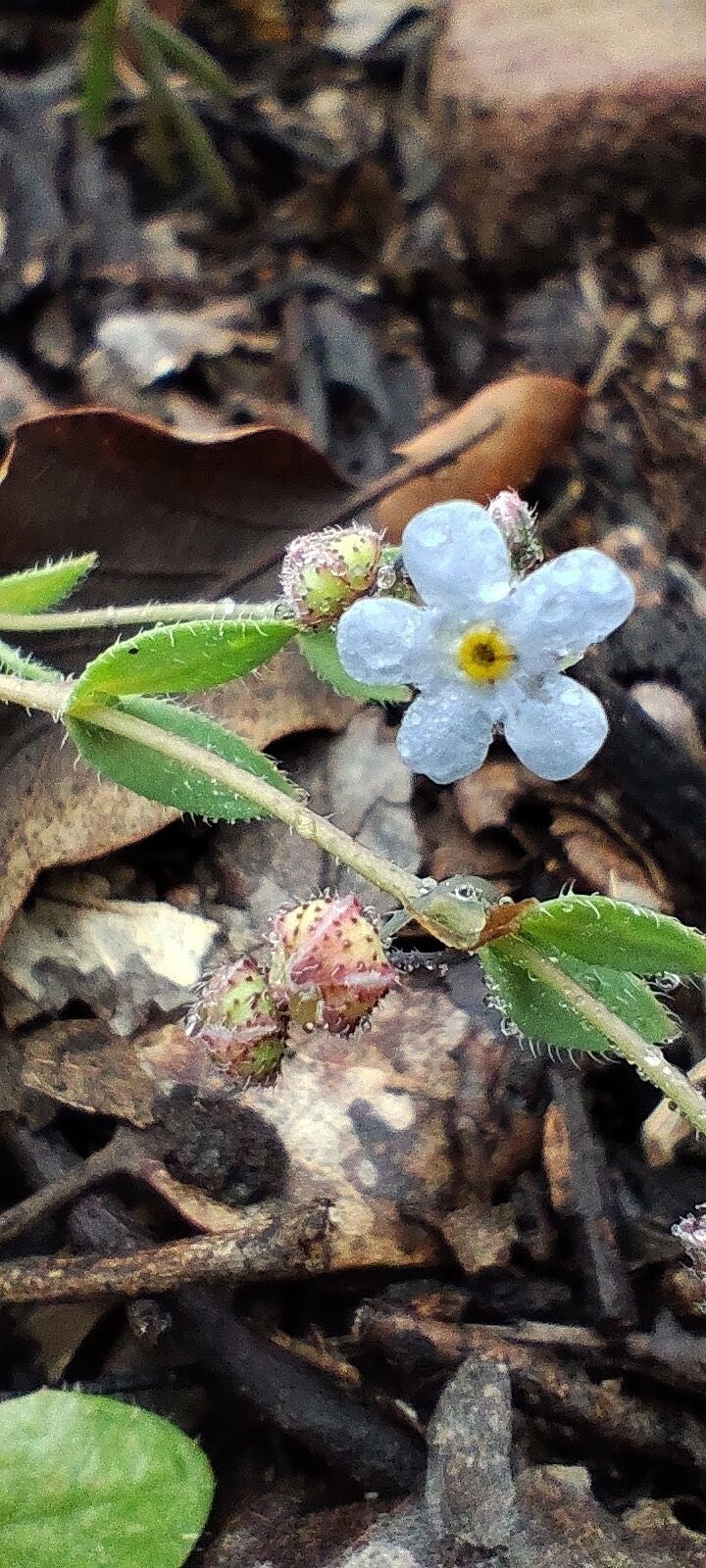 Ejemplar de Gyrocaryum oppositifolium