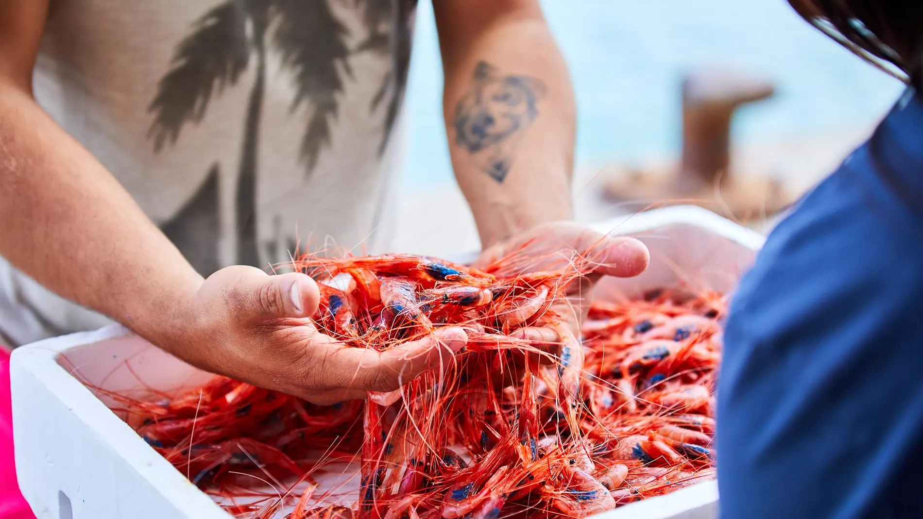 Economía.- El Ministerio de Agricultura, Pesca y Alimentación fija los topes de captura de gamba roja en el Mediterráneo