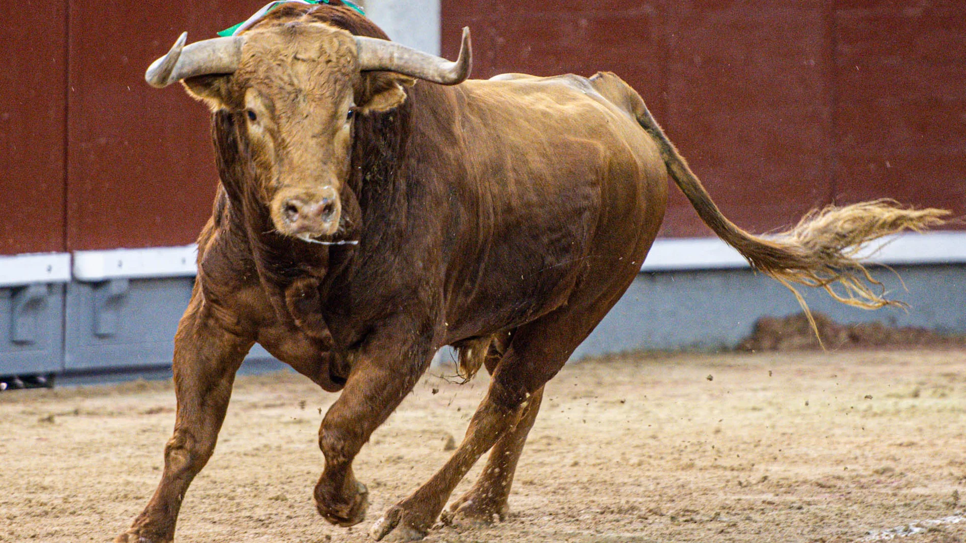 Toro de Pedraza de Yeltes premiado con la vuelta al ruedo