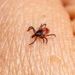 El desconocido animal del que tenemos que huir en España: "Tenemos que tener mucho cuidado" 