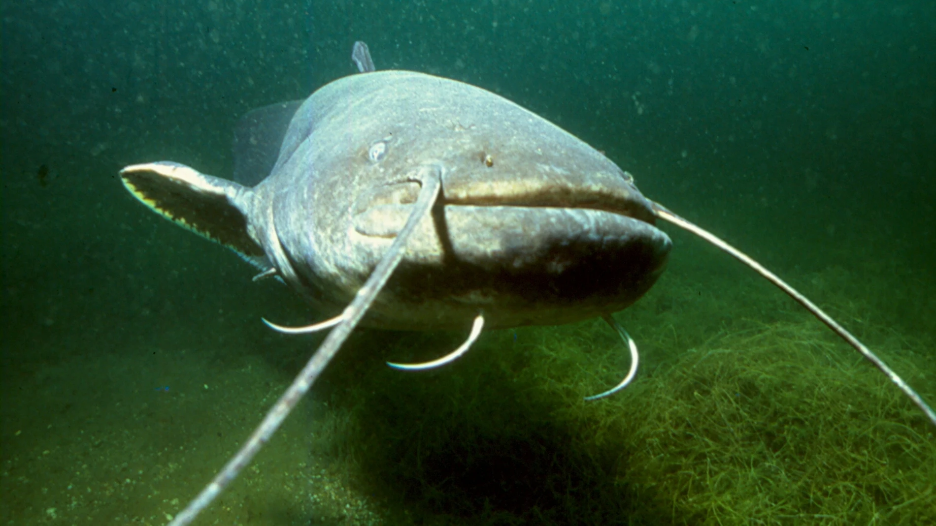 Silurus glanis