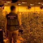 Sucesos.- Desmantelada una "sofisticada" plantación de marihuana en una nave de Almoradí (Alicante) con 616 plantas