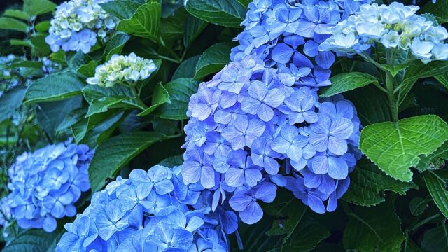  Las hortensias florecerán de un azul brillante si se agrega un ingrediente de cocina a la tierra