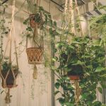 La planta trepadora que tiene flores todo el año: crece rápido y no requiere cuidados especiales