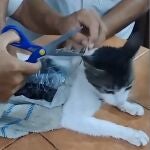 Detienen al 'narco-michi' en Costa Rica: el gato que utilizaban para el contrabando de droga
