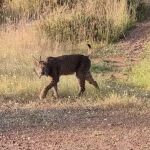 Imagen del lince en un parque de Córdoba