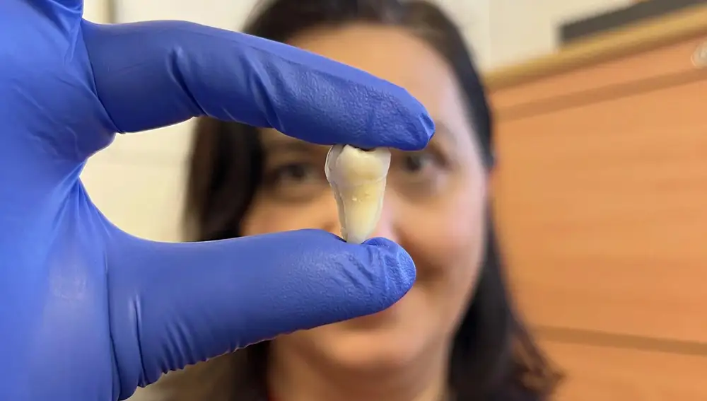 La Dra. Ana Angelova Volponi muestra un diente humano cultivado en laboratorio