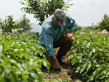 Banco Santander refuerza su apoyo al sector agroalimentario español Banco Santander refuerza su apoyo al sector agroalimentario español