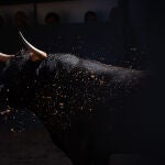 Estos son los pavorosos toros que marcan el regreso de Araúz de Robles a Las Ventas