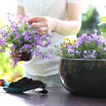 El motivo por el que se está pidiendo tener una planta de lavanda en casa