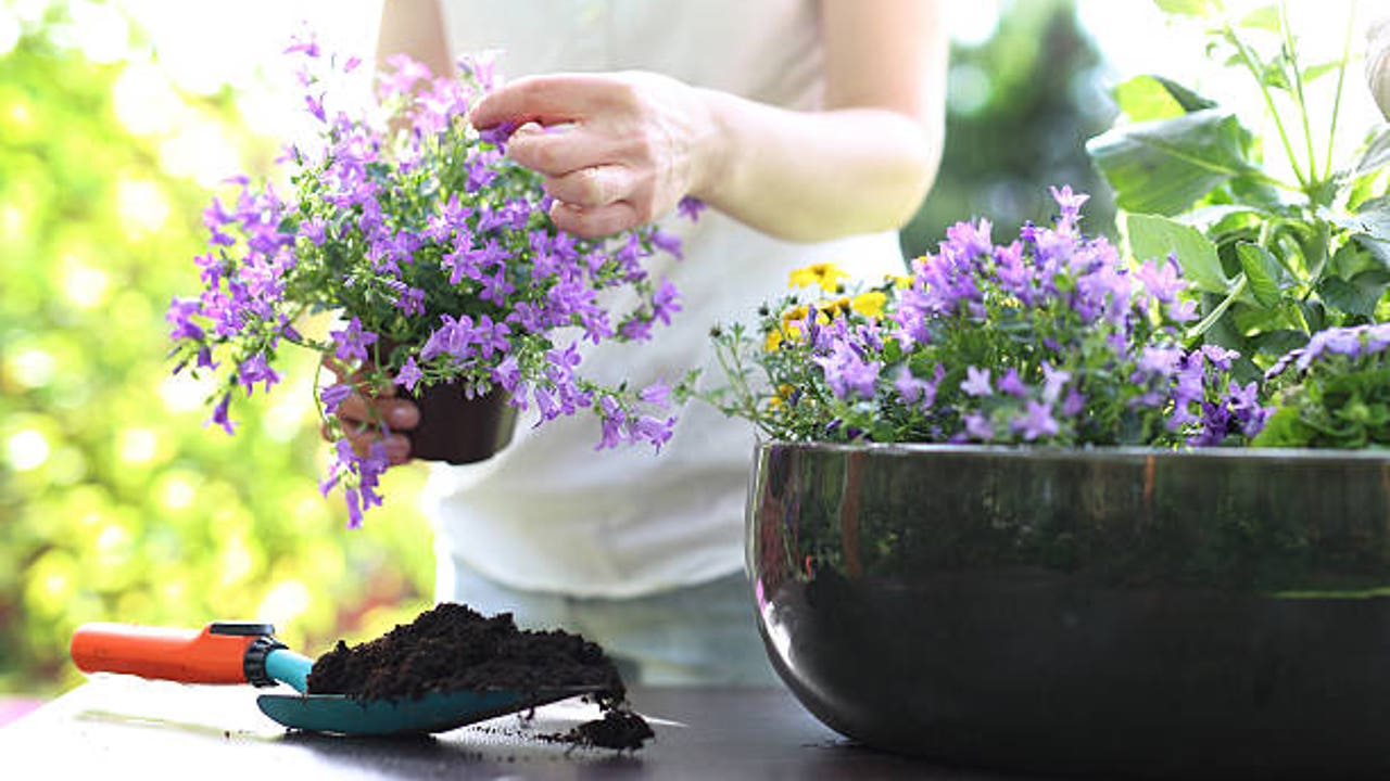 Tres plantas aromáticas para usar como ambientador en casa