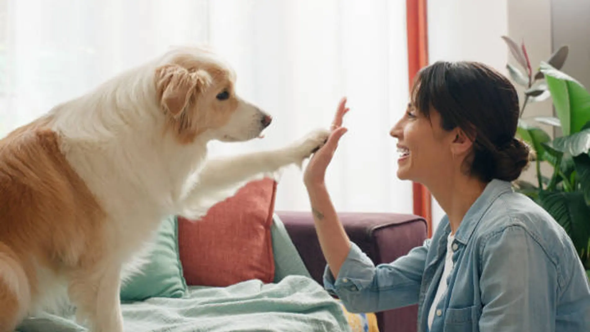Las cinco razas de perro con más memoria y agilidad para aprender